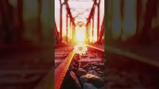 A lone daisy blooms at the foot of an old iron bridge, bathed in golden sunset light #daisy #flower