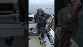 lingcod #newport #pnw #rockfish #fishing #youtubeshorts #oregon #seadragons @SteveFromWyoming