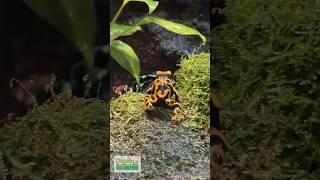 Poison Dart Frogs