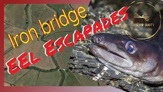 Iron Bridge Eel escapade