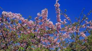 Cherry Blossoms near the Kokubu River Iron Bridge, 国分川橋梁近くの桜 (4k)  高知市