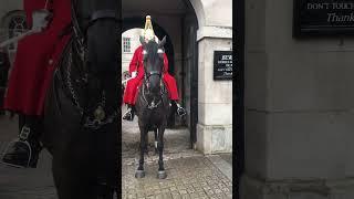 Lady loves Royal Guard Horse photography #shorts #horseguardsparade #royalguards #london