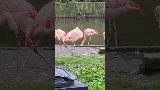 Flamingos at Belfast Zoo. Northern Ireland.  2024