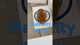 Hamster predicts Bournemouth vs Man City!!! #cute #football #premierleague #predictions #cutepet