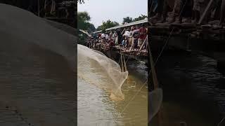 Watch best fishing in the river from the iron bridge