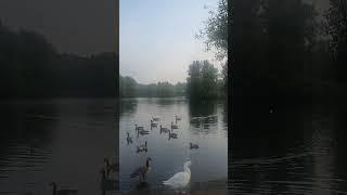 Babbs Mill lake #birmingham part2