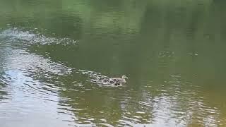 At Ironbridge again, looking at the Ducklings 3/7/23