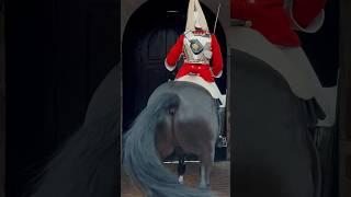 HORSE SPINS IN BOX! | Horse Guards, Royal guard, Kings Guard, Horse, London, 2024