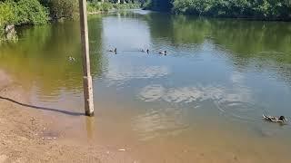 Mallard Ducklings on the river at Ironbridge 5/6/23