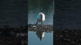 Seeing a Common Kingfisher at Langford Lakes