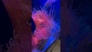 Sea life Museum # Birmingham # Travel  Viral Video | UK Vlogs 06/06/24