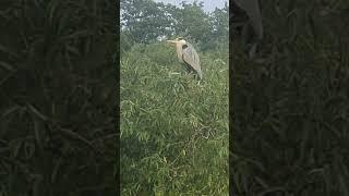 Heron at Babbs Mill lake #birmingham