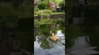 tiny tiny duck in Ironbridge canal