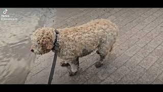 Back at Ironbridge with Benji to see the Ducks 13/11/23