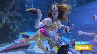 GDL: Newport Aquarium Kicks Off the Summer Season with Mermaids