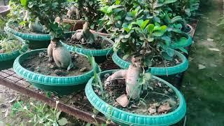 Bonsai Nursery in Delhi - Cheapest Plants & Bonsai