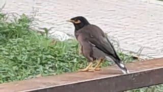 Sparrow standing at iron bridge.