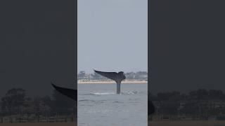 Uno, the blue whale! Filmed off the coast of Newport Beach aboard Newport Coastal Adventure