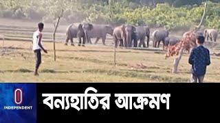 ময়মনসিংহে সীমান্তবর্তী এলাকায় ৩০ থেকে ৩৫টি হাতি দল বেঁধে ধানক্ষেতে নেমে আসে || Mymensingh Elephant