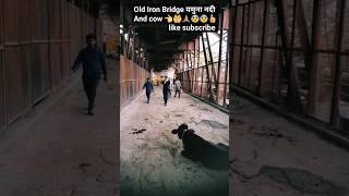 Old Iron Bridge ????cow save #youtubeshorts #shortfeed #trending #shorts #short #viral #ytshorts #de