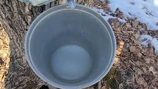 Maple sap dripping into the collection bucket