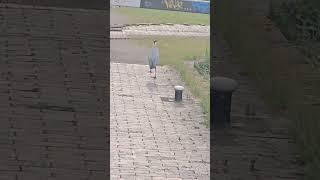 Blue Heron walking along Birmingham Canal #birmingham #citycentre #canals #birminghamcanals #ytshort