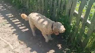 Morning Walk with Benji to Lincoln Hill Woods (Rotunda & Lime Kiln) Ironbridge 14/6/23