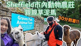 【Sheffield捌玖拾】Sheffield市內動物農莊 • Graves Park Animal Farm‼️30分鐘到達‼️親親草泥馬