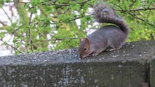 Grey Squirrel