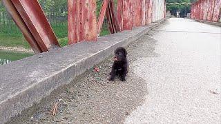 Little lost dog crying on the iron bridge