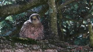 The Kestrel’s of Salisbury Cathedral