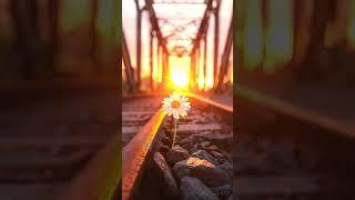 A lone daisy blooms at the foot of an old iron bridge, bathed in golden sunset light