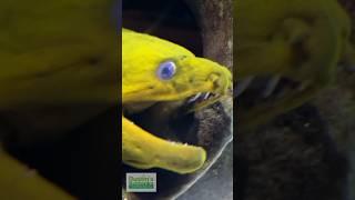 Green Moray Eel