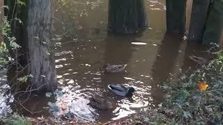 Ducks resting on the swollen River banks 3/11/23