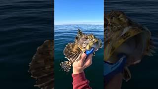 deep sea fishing #newport #fishing #cabazon #pnw #rockfish #youtubeshorts #ocean