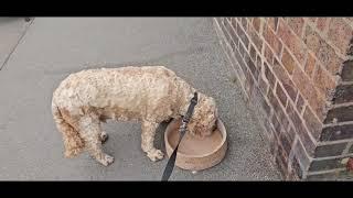 Out with Benji..The Crostan, The Lloyds Picnic Area, Ironbridge & Coalbrookdale Telford 3/6/24