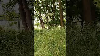 giant hog weed seen on fringe of Victoria Park, Southport UK wild nature countryside outdoors