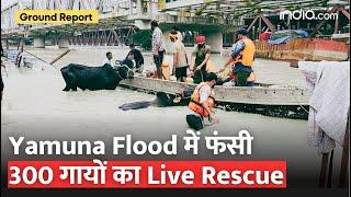 Delhi Flood: बाढ़ में फंसी 300 गायों का Live Rescue। Cow Rescue in Delhi Flood #groundreport