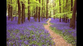 Hiking Near Ironbridge | Bluebell Wood