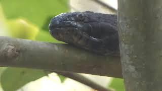 Kayaking Blackwater Creek (Seminole State Forest) 10/4/23 to Iron Bridge and Back