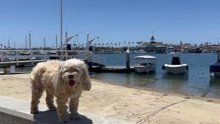 Balboa, Newport Beach & lunch in Huntington Beach