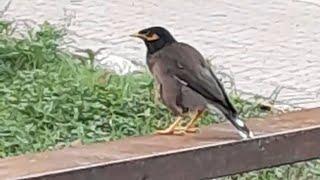 Sparrow standing at iron bridge.