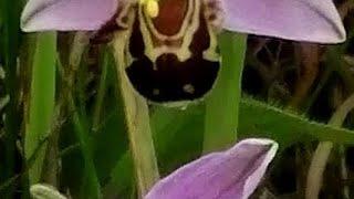 Stable Bee Orchid (Ophrys apifera) Colony in Nottingham (See description)