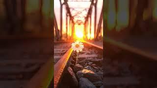 A lone daisy blooms at the foot of an old iron bridge, bathed in golden sunset light. #foryou