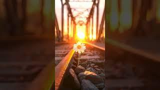 A lone daisy blooms at the foot of an old iron bridge, bathed in golden sunset light.